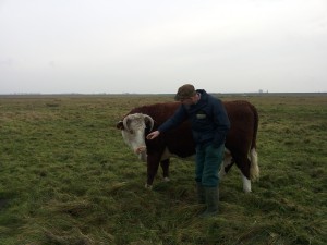 Onze oudste koe samen met Frans 