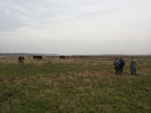 Op bezoek bij de koeien
