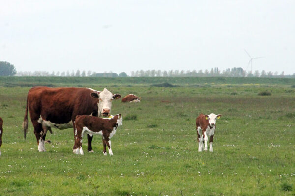 Koe_kalf_Veerse_Meer