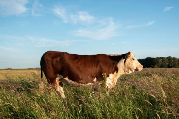 zaterdagochtend 3 januari
