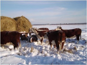 Koeien in sneeuw bij wagen