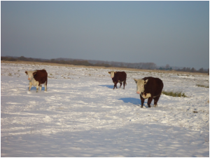 Koeien sneeuw januari 2013